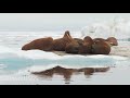 The truth about Attenborough's falling walruses