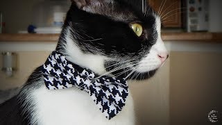 DIY Bow Tie for Pets | The Sweetest Journey