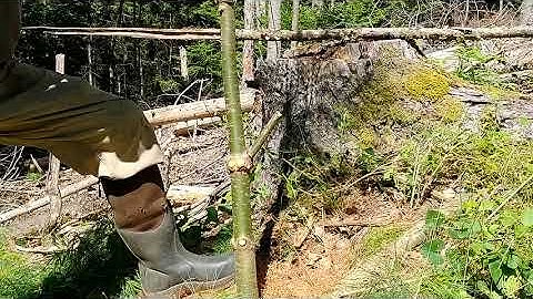 Natural-target-pruning (ala Alex Shigo) vs  close-cut Pruning on pine sapling