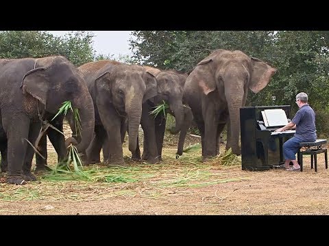 Video: Tokio Jungle Má Slony Na Kolieskových Korčuliach