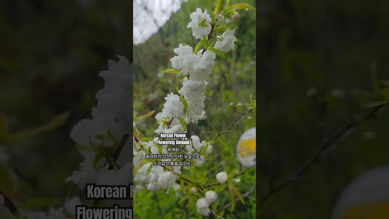 It silently announces spring with a graceful appearance that is not fancy.