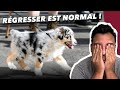 Ref:tFdBKF4rYO0 Re gression : l'e ducation canine est faite de hauts et de bas ! chiot, ado et m�me adulte !