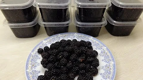 Благородный вкус и цвет ежевики радует не только летом. Замораживаем ежевику с сахаром на зиму.