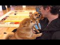 柴犬に人気すぎる弟、やっぱり破壊力がとんでもなかった。
