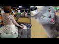 ママがなでた時と主がなでた時のリアクションの違い