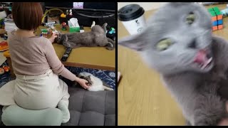 ママがなでた時と主がなでた時のリアクションの違い