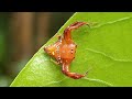 Arkys lancearius - Australian spider