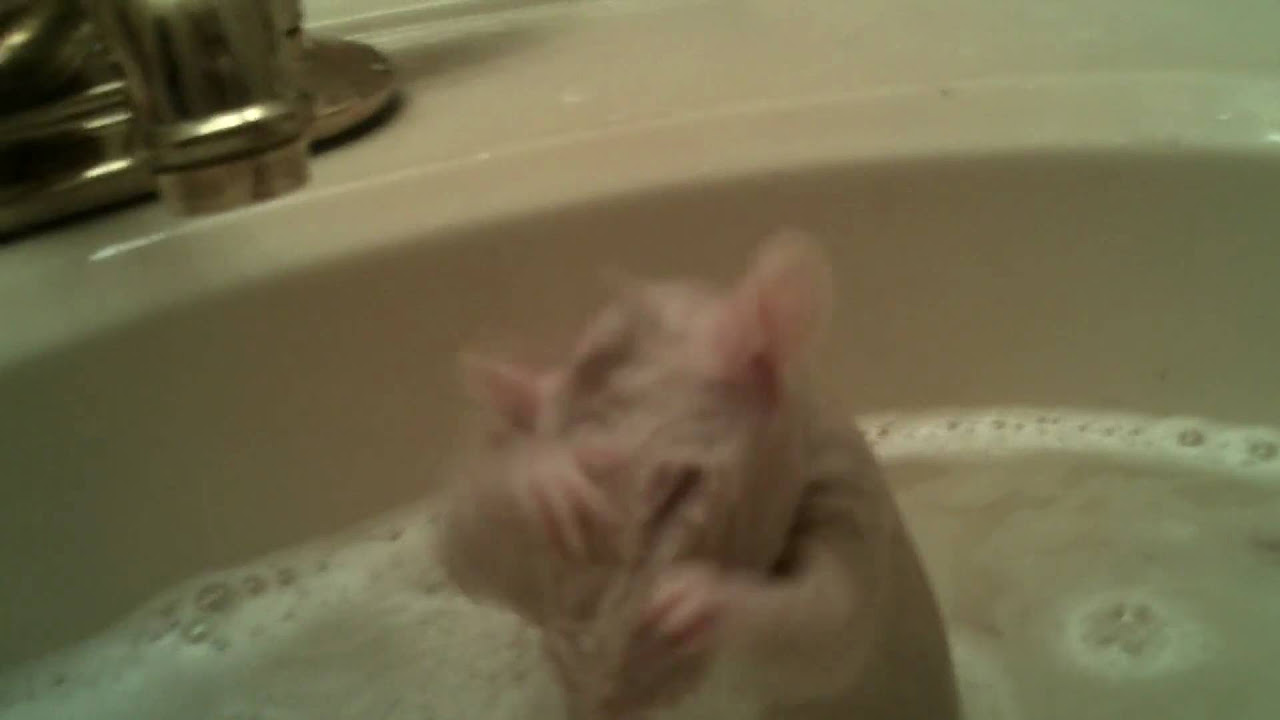 Rat Takes A Bath