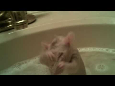 Rat Takes A Bath!