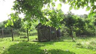 Morning Walk In Mcconnelsville