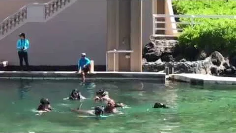 Leo eith Dolphin