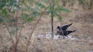 Thirsty Crows drinking water in summer at anandvan