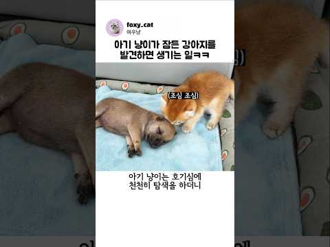아기 냥이가 잠든 강아지를 발견하면 생기는 일 thumbnail