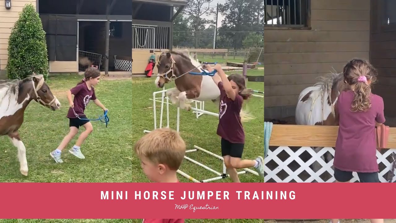 Miniature horse jump training for the mini horse show. This is a jumper round YouTube