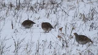 Six Gray Partridges in Kanata