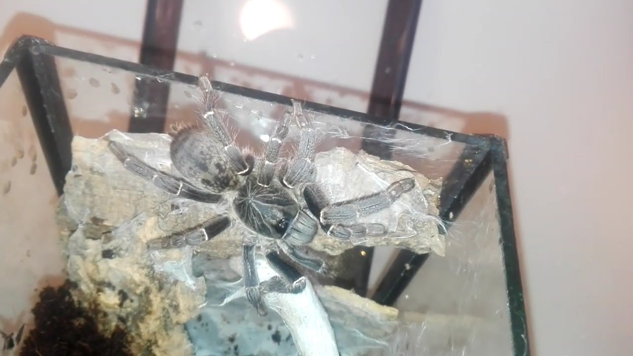 Thork's Birdeaters. Pterinochilus Chordatus Adult Female goes home.