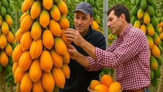 La Papaya En Producción Masiva Cómo Se Cultiva Y Procesa La Papaya? Proceso Que Nadie Muestra