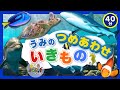 【海のいきもの大集合】子供向け 水族館の知育動画まとめpart5 うみのいきもの お魚さんがたくさん登場するよ☆ 【40分連続再生】イルカ サメ ウミガメ