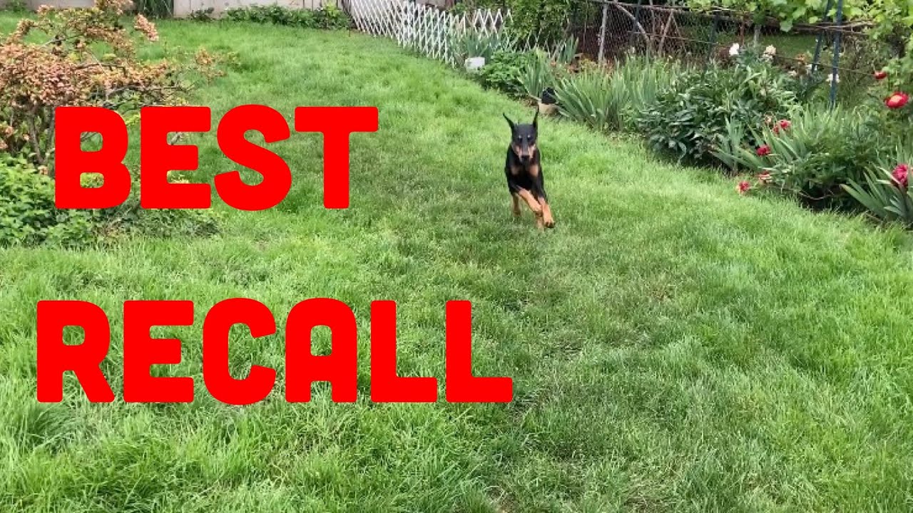 How to Train Your Dog the Most Reliable Recall - YouTube