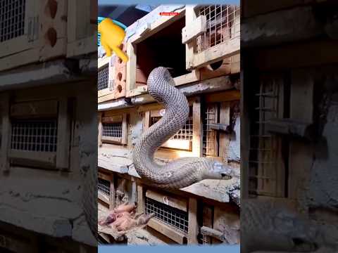 شاهد يشم الطعام ولا يراه كوبرا الملك 