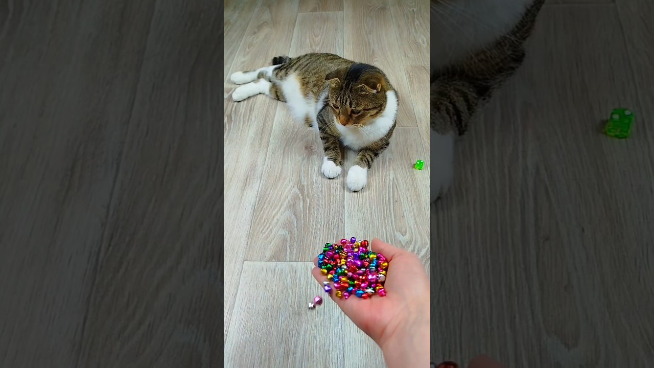 Cat Barsik πβ Reverse video #marblerunandmore #cat #reverse