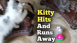 Cute Kitty Hitting Brother Kitten And Runs Away Immediately 😁