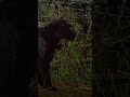 Black leopard of Laikipia taking a stroll in the starlight
