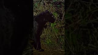 Black leopard of Laikipia taking a stroll in the starlight
