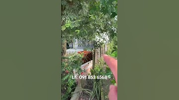 Bán đất mặt tiền đường nhựa thị trấn Đức hòa. #bandatthitranduchoa