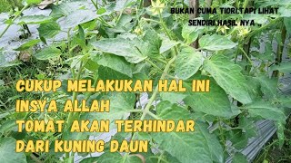 CARA MENCEGAH SUPAYA DAUN TOMAT TIDAK KUNING ❗