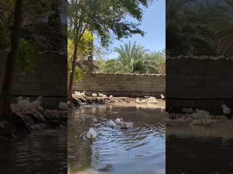 المدينه المنوره مزرعه بئر عذق السعودية المملكة العربية السعودية الطبيعة الحرم المكي مكة جدة