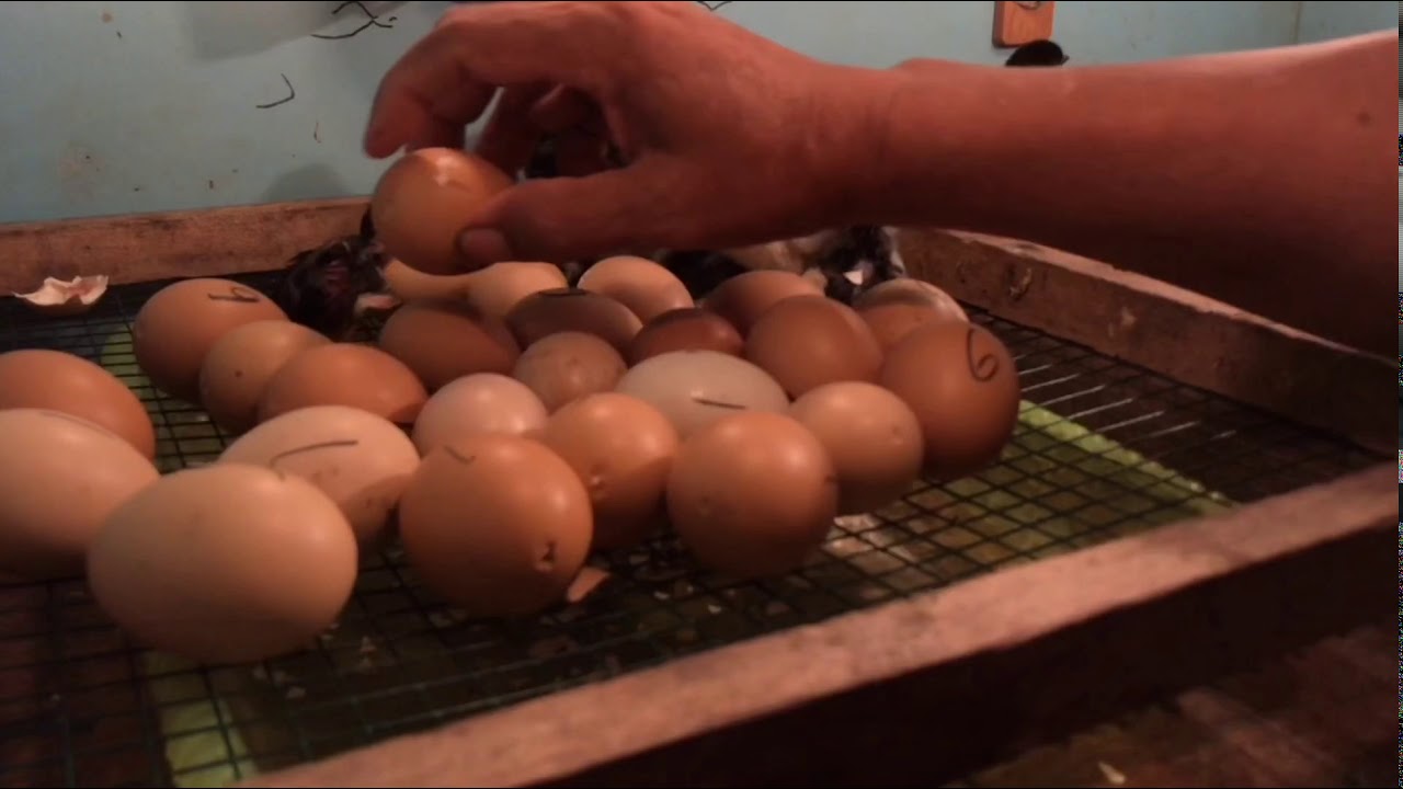 BETERNAK AYAM KAMPUNG DI BELAKANG RUMAH 