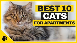 Best Apartment-Friendly Cats 🐱