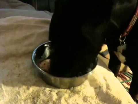 great-dane-eating-raw-food