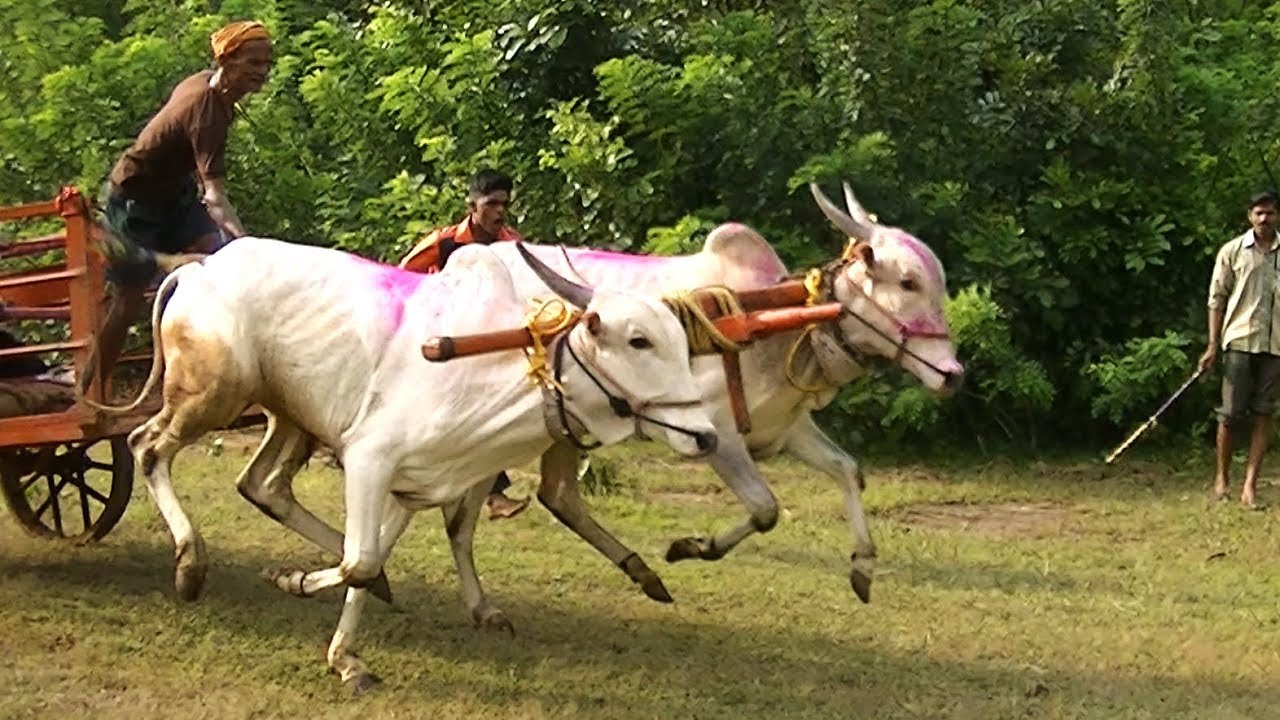 Young white bulls run at Asoga bullock cart race