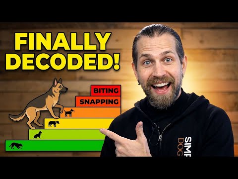 Aggression, Reactivity, and Arousal - Decoding Canine Behavior