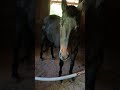 wish I knew her pedigree, I know they don't love her I love thoroughbreds