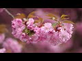 Масове цвітіння сакури в Ужгороді