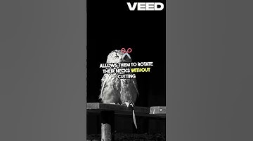 Mind Blowing Owl Head Turns  270 Degrees! #shorts #owl #owls #animals #birds #nature  #knowledge