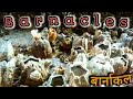 Barnacles || बार्नाकल ||  What are barnacles? || बार्नाकल क्या हैं?