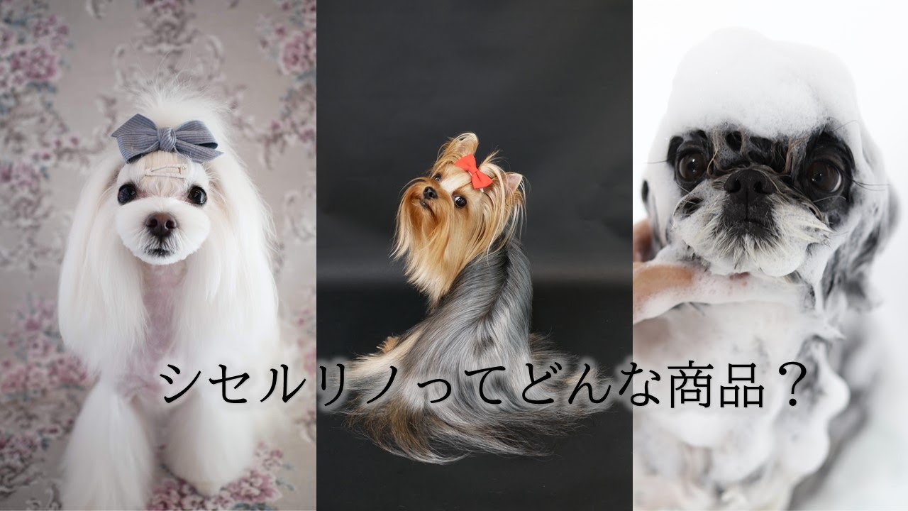 C-CELL シャンプー