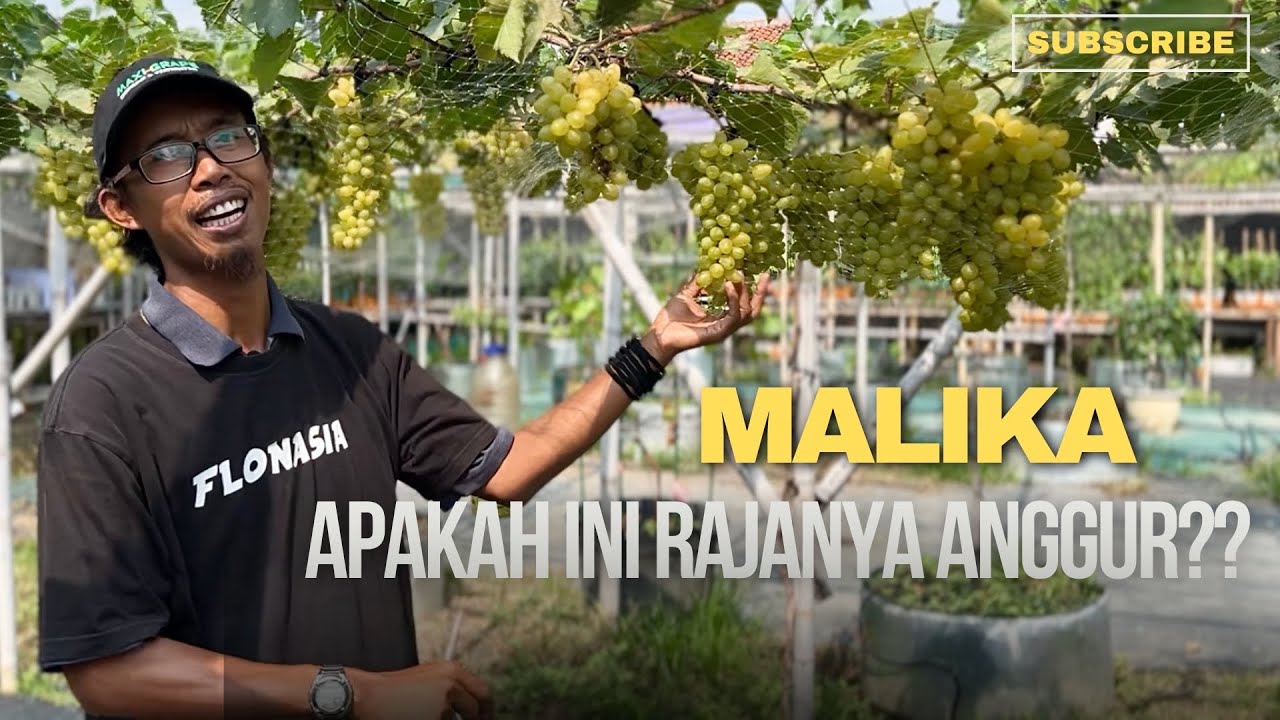 Malika… Benarkah Ini Sang Raja Anggur?