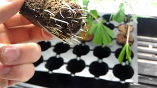 Veg, Clones, and Buds!