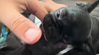 French bulldog sisters biting - Day 61