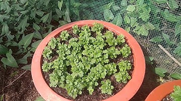 Trị bệnh thối thân lở cổ rễ trên hoa cúc,