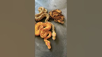 More insane clown ball python morphs🔥🔥🤡🤡 #youtubeshorts #animal #python #pet #reptiles #snake