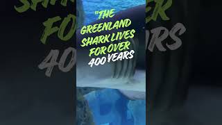 He's 400 years old! 🦈😱 #TheWhizzQuiz #Shorts