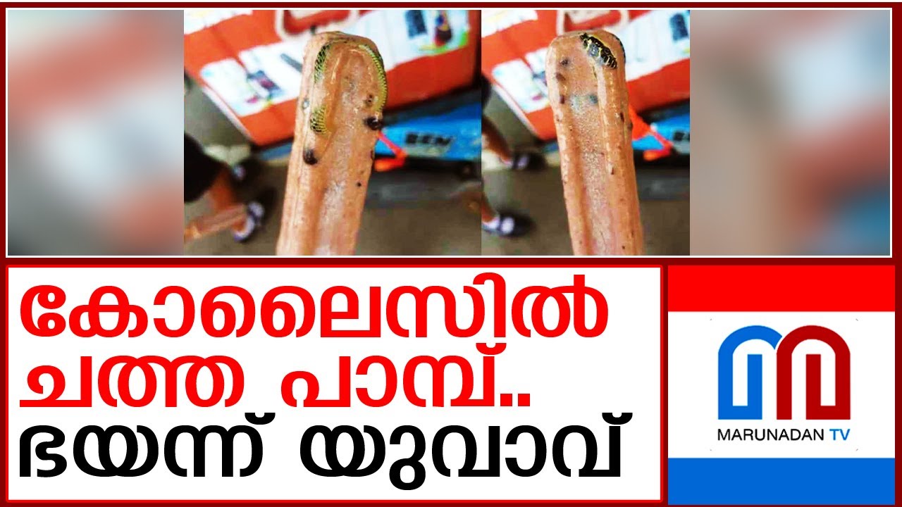 കോലൈസില്‍ ചത്ത പാമ്പ്..ചിത്രങ്ങള്‍ വൈറല്‍ | Dead snake in ice stick..pictures gone viral