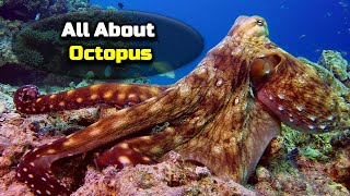 All About The Octopus Wildlife Doentary Hindi Quick Support