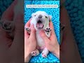 Heartwarming Animal Rescue Stories... #animals #lovestory #rescue #animalrescue #heartwarming 